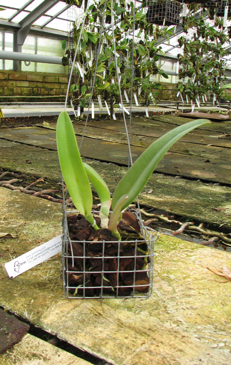Brassavola digbyana.jpg