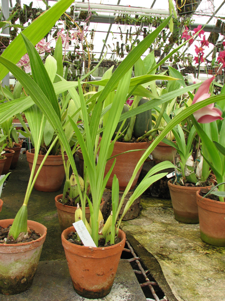 Ida heynderycxii.jpg