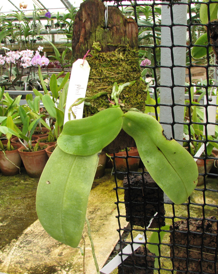 Phalaenopsis violacea.jpg