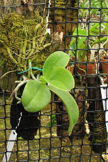 Phalaenopsis lueddemanniana var deltonii.jpg