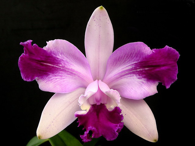 Cattleya intermedia var flammea.jpg