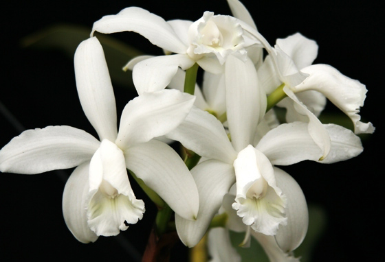 Cattleya intermedia intermedia var alba.jpg