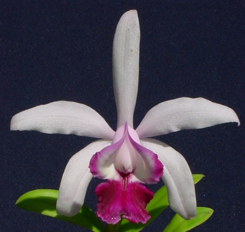Cattleya intermedia var vinicolor.jpg