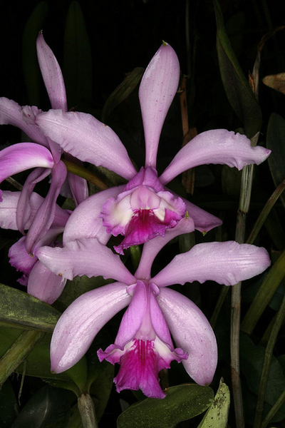 Cattleya intermedia var gigantea.jpg