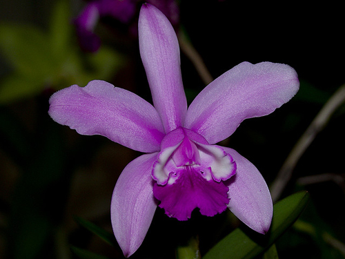 Cattleya intermedia var rosea.jpg