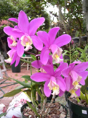 Cattleya harrisoniae.jpg