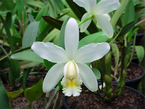 Cattleya harrisoniae var alba.jpg