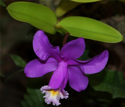 Cattleya harrisoniae var purpurea.jpg