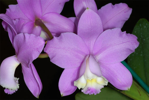 Cattleya loddigesii.jpg