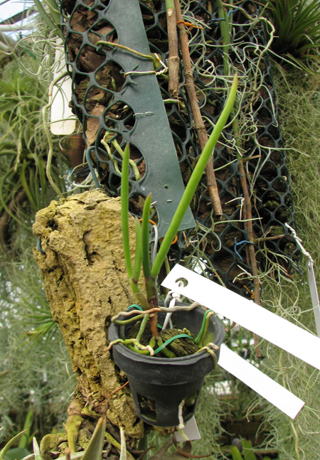 Vanda teres.jpg