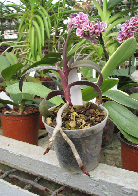 Renanthopsis Mildred Jameson 'Bonsall'.jpg