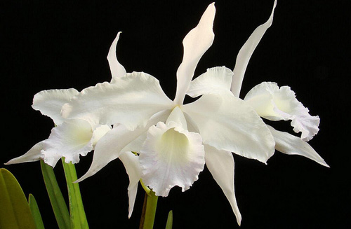 Laelia purpurata var mandayana.jpg