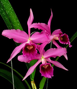 Laelia purpurata var purpurea.jpg