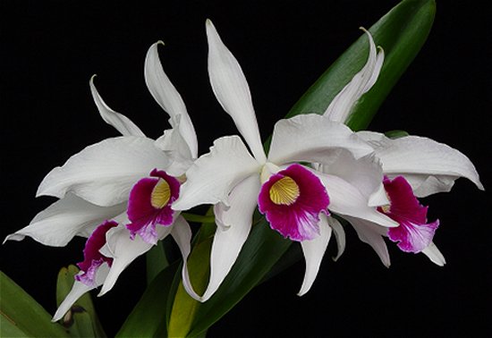 Laelia purpurata var semi-alba.jpg