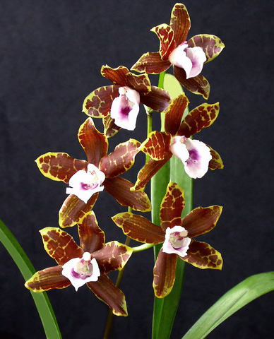 Miltonia candida.jpg