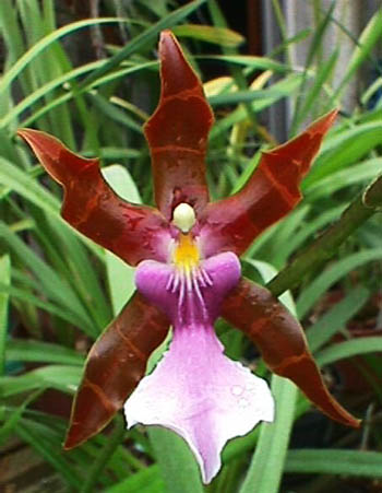 Miltonia clowesii var lamarkeana.jpg