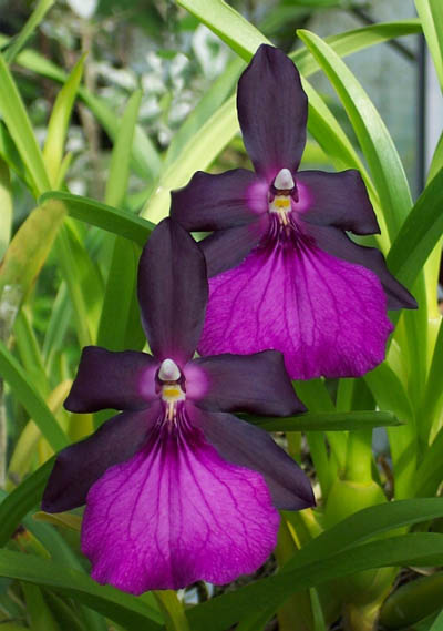Miltonia morelliana.jpg