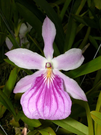 Miltonia spectabilis.jpg