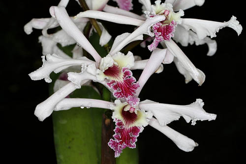 Laelia crispa var carnea.jpg