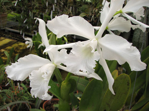 Laelia lobata var alba plena.jpg