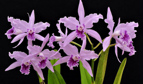 Laelia lobata var caerulea.jpg