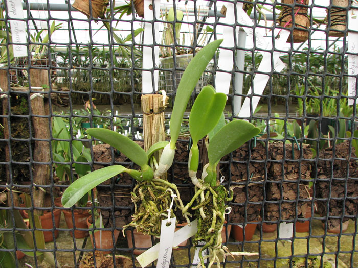 Laelia jongheana.jpg