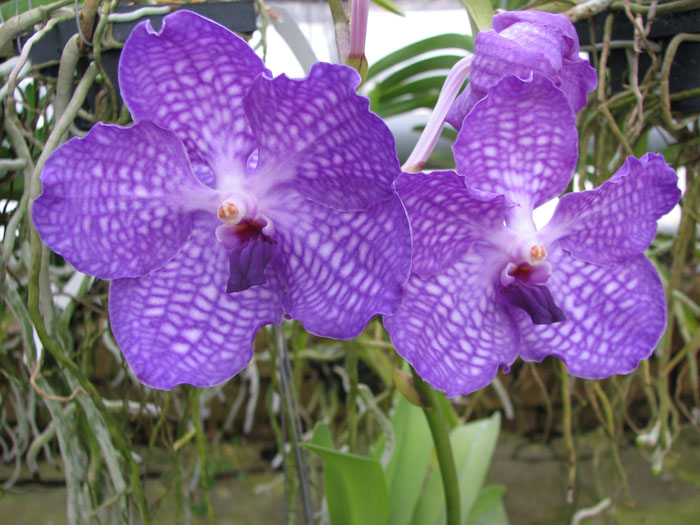 Vanda Sansai Blue.jpg