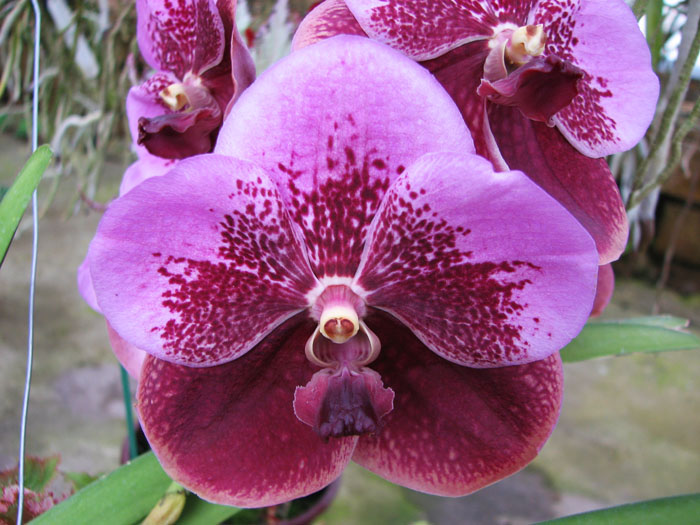Vanda sanderiana x Vanda Pimchai Beauty.jpg