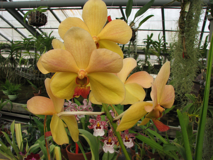 Фото орхидеи Vanda Merv L Velthuis x Vanda Charles Goodfellow.jpg