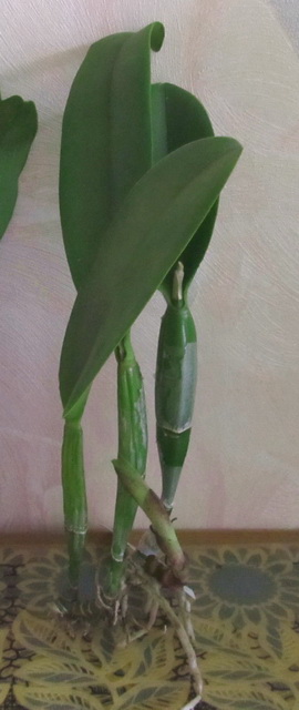 B.digbyana x C.walkeriana