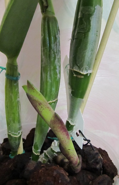 B.digbyana x C.walkeriana