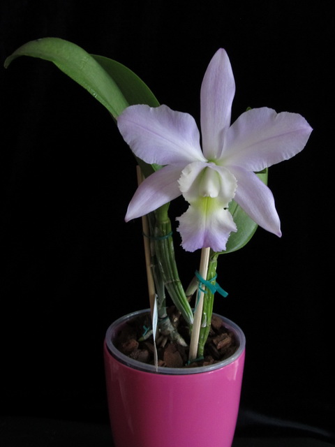B.digbyana x C.walkeriana