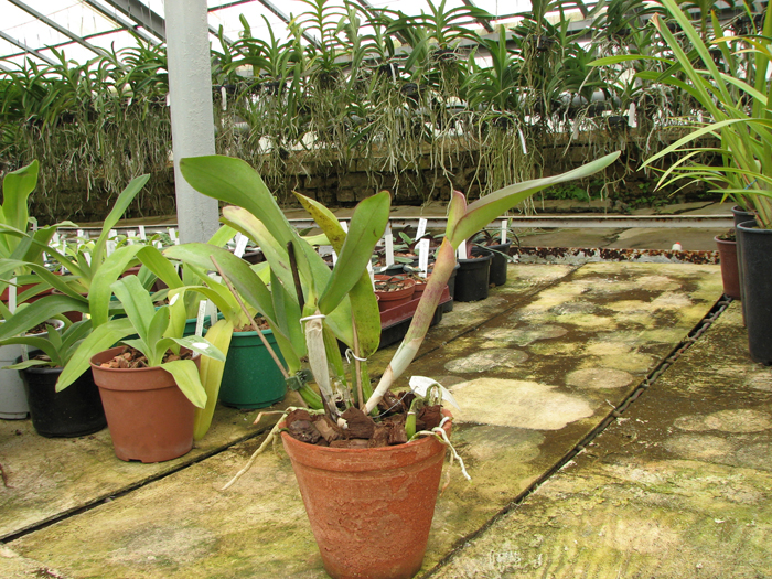 Cattleya (walkeriana 'coerulea' x Cattleya schilleriana 'coerulea') x Cattleya walkeriana x Laeliocattleya Dincoruna 'coerulea'.jpg