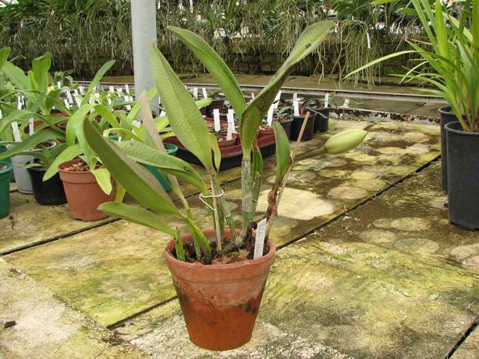 Laeliocattleya Mari's Love 'Blossoming'.jpg