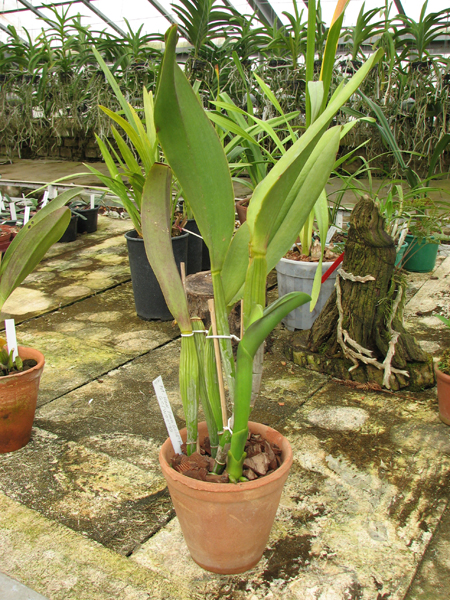 Potinara Haw Yuan Gold 'YC#2'.jpg