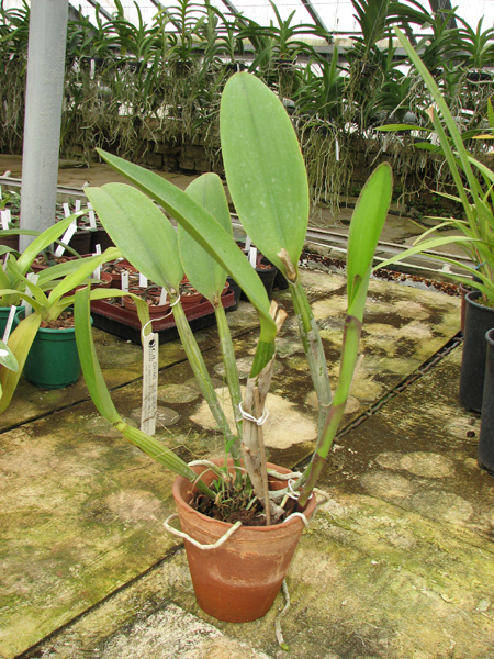Laeliocattleya Taiwan Beauty 'Dubble Face'.jpg