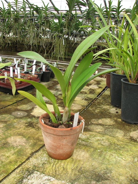 Laeliocattleya Purple Cascade 'Fragrance Beauty' (Interglossa x Tokyo Magic).jpg