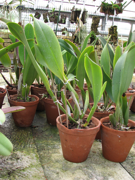 Brassolaeliocattleya Herons Roon 'Grape Land'.jpg