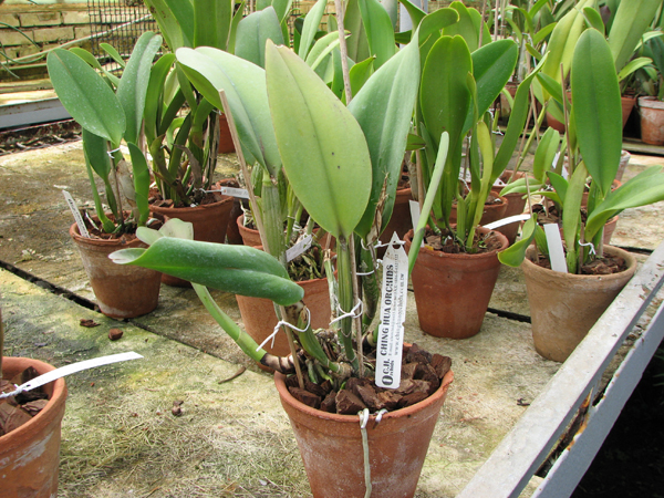 Brassolaeliocattleya Princess Masako 'Miyabi'.jpg