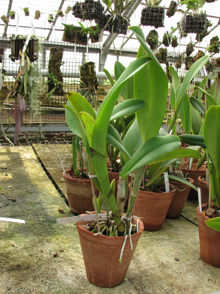 Brassolaeliocattleya Hsinying Flash 'Fire Flame'.jpg