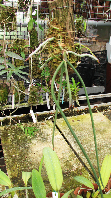 Paraphalaenopsis labukensis.jpg