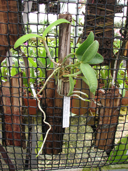 Cattleya intermedia sanguinea 'do Padre Vitus' x Cattleya intermedia flamea 'BF-96'.jpg