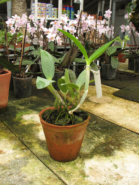 Cattleya leopoldii alba.jpg