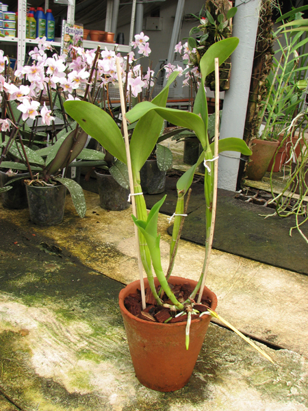 Cattleya skinneri.jpg