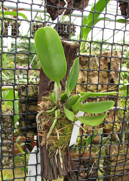 Cattleya labiata rubra integra-orlata-pincelada x Laelia pumila 'Ruby Queen'.jpg