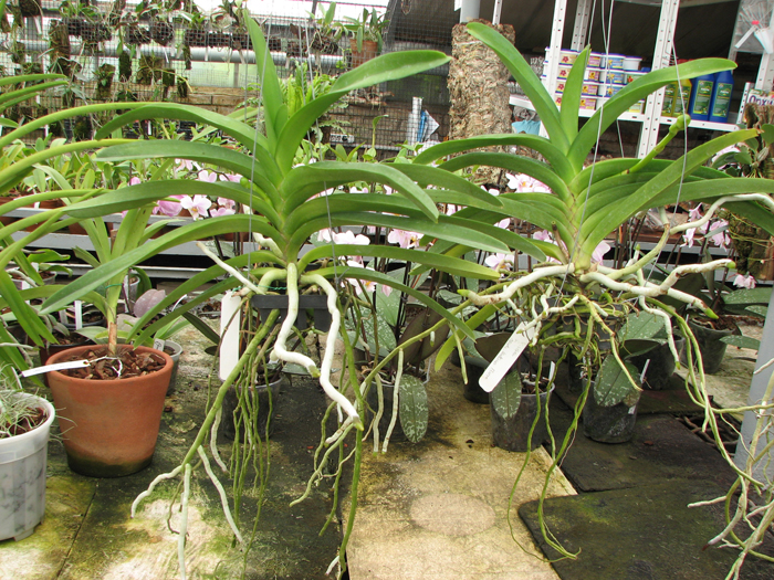 Vanda Vivan x Ascda Kultana Flame.jpg