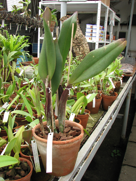 Brassolaeliocattleya Pamela Hetherington.JPG