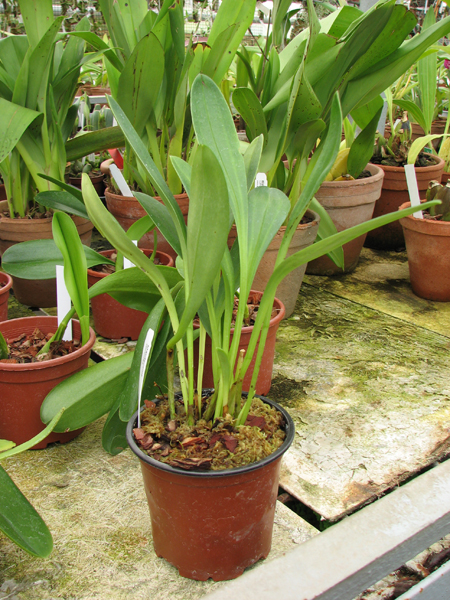 Masdevallia coccinea.jpg