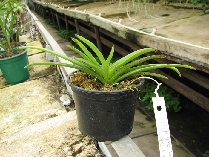 Neostylis Lou Sneary 'Taka'.jpg