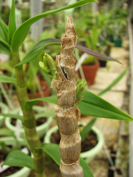 Dendrobium victoriae reginae.jpg